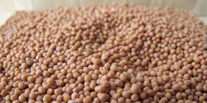 Mostaza en grano